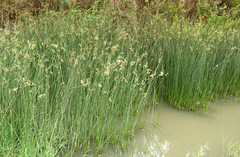 Schoenoplectus litoralis