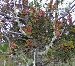 Dendropemon pycnophyllus