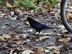Corvus frugilegus