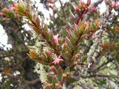 Dendropemon pycnophyllus