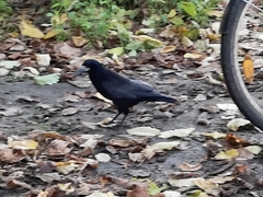 Corvus frugilegus