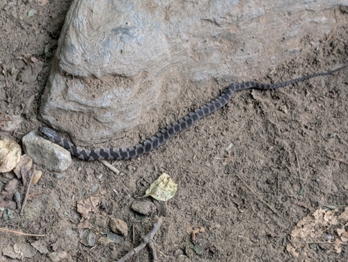 Northern Water Snake