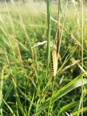 Zygaena filipendulae