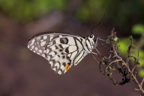 Lime Swallowtail