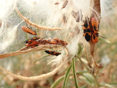 Oncopeltus fasciatus