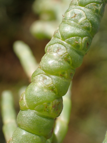 Glaucous Glasswort (Salicornia obscura)
