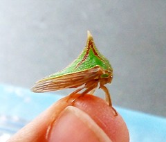 Umbonia spinosa
