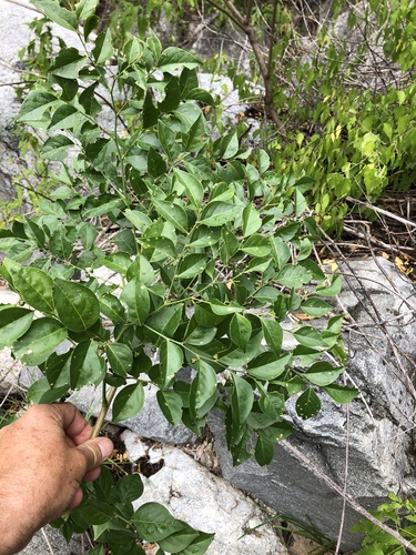 Phyllanthus acuminatus, 2019-11-11
