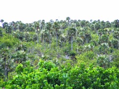 Coccothrinax proctorii