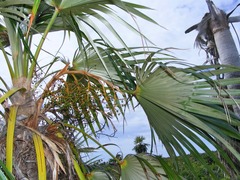 Coccothrinax proctorii