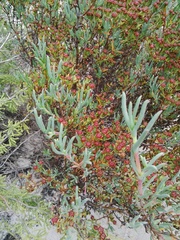 Ruschia tumidula