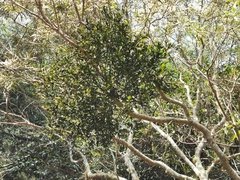 Viscum triflorum