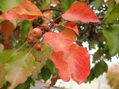 Angiospermae