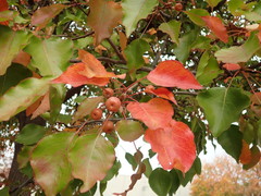 Angiospermae
