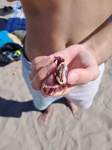 West African Fiddler Crab, Sérignan, photo 7 of 10