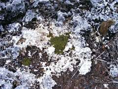 Portulaca tuberculata