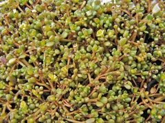 Portulaca tuberculata