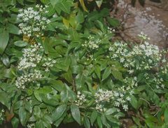 Scandia rosifolia