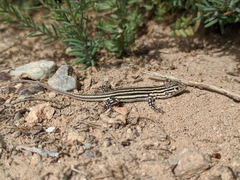 Acanthodactylus erythrurus