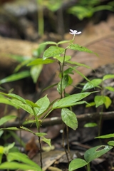 Pseuderanthemum praecox