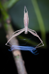 Menneus neocaledonicus