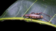 Adenopterus