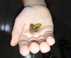 Xanthopastis timais