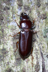 Caledonandra austrocaledonica