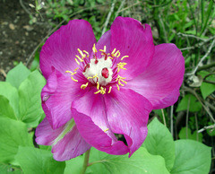 Paeonia mascula