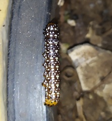 Xanthopastis timais