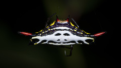 Gasteracantha westringi