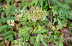 Selinum