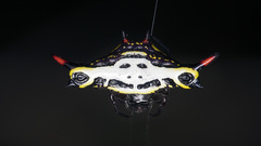 Gasteracantha westringi