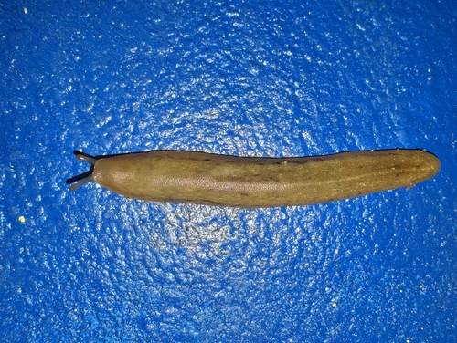 Caribbean Leatherleaf Slug