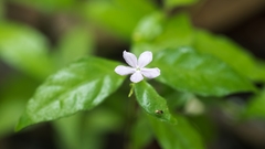 Pseuderanthemum praecox