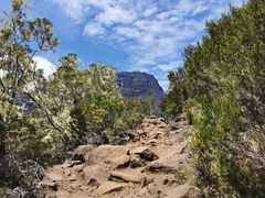 Erica reunionensis image