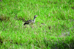 Eupodotis senegalensis