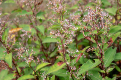Koenigia polystachya