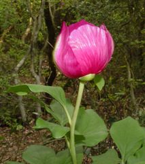 Paeonia mascula