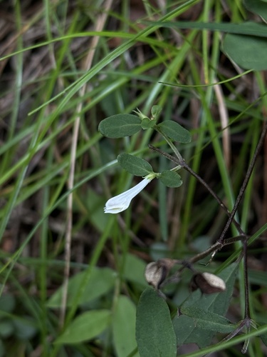 Melampyrum laxum iNat (3)