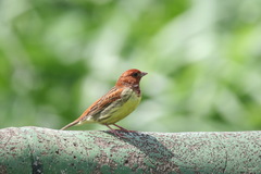 Emberiza rutila