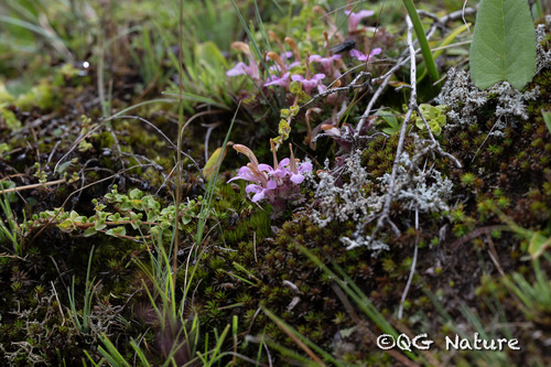 Pedicularis cymbalaria