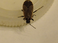 Hemiptera