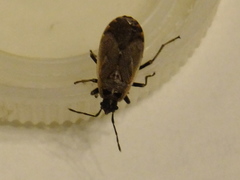 Hemiptera