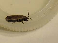 Hemiptera