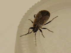 Hemiptera