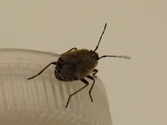 Hemiptera
