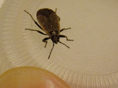 Hemiptera