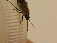 Hemiptera