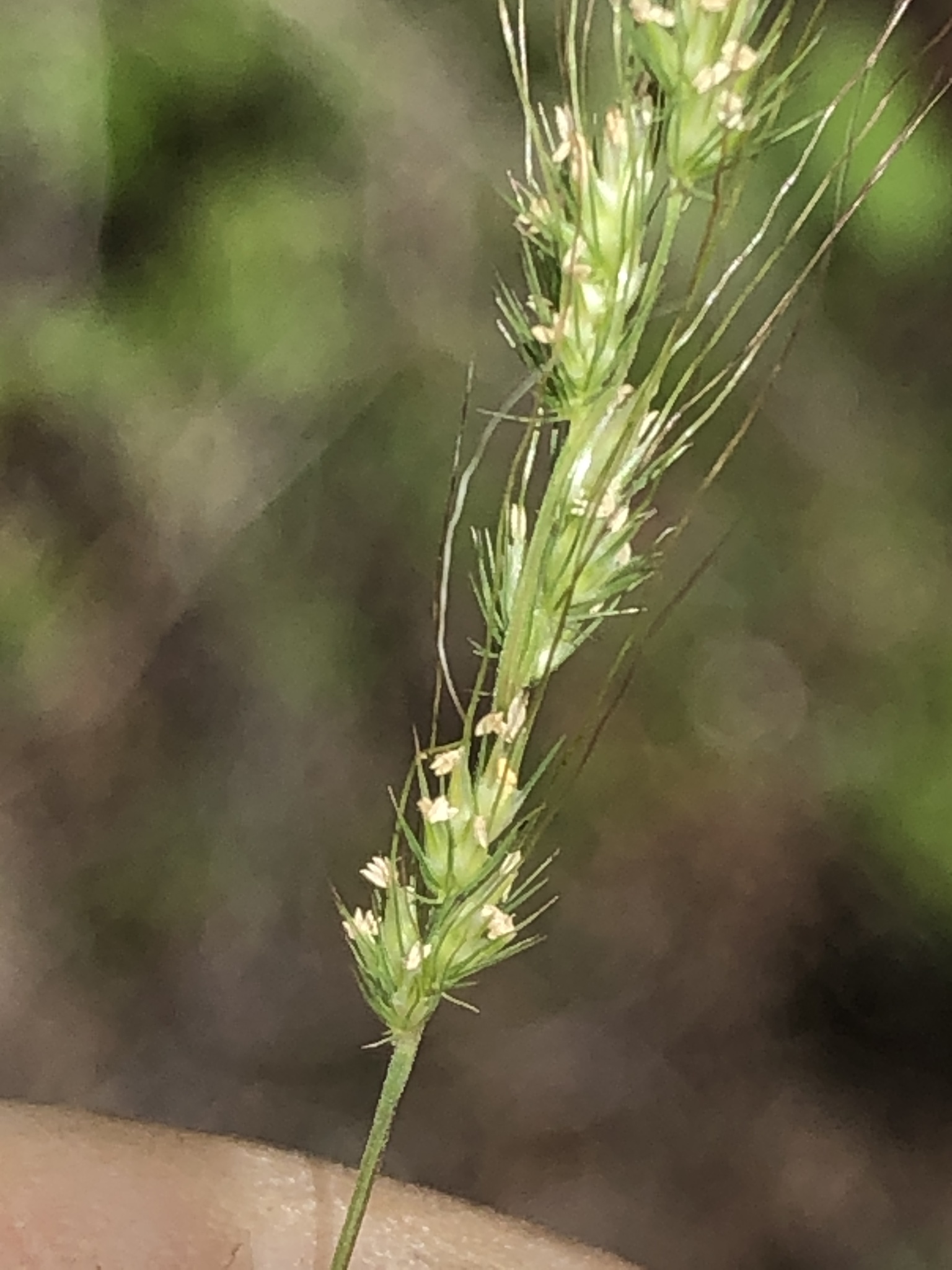 Muhlenbergia pereilema